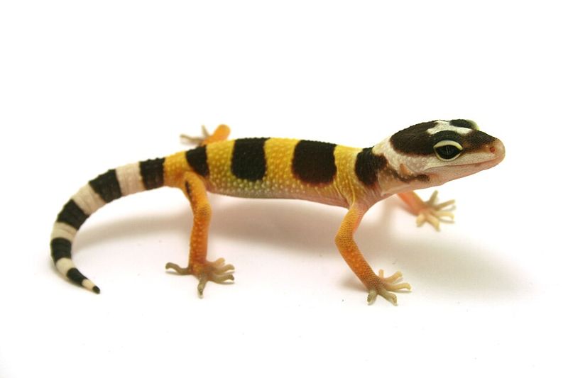 Leopard Gecko