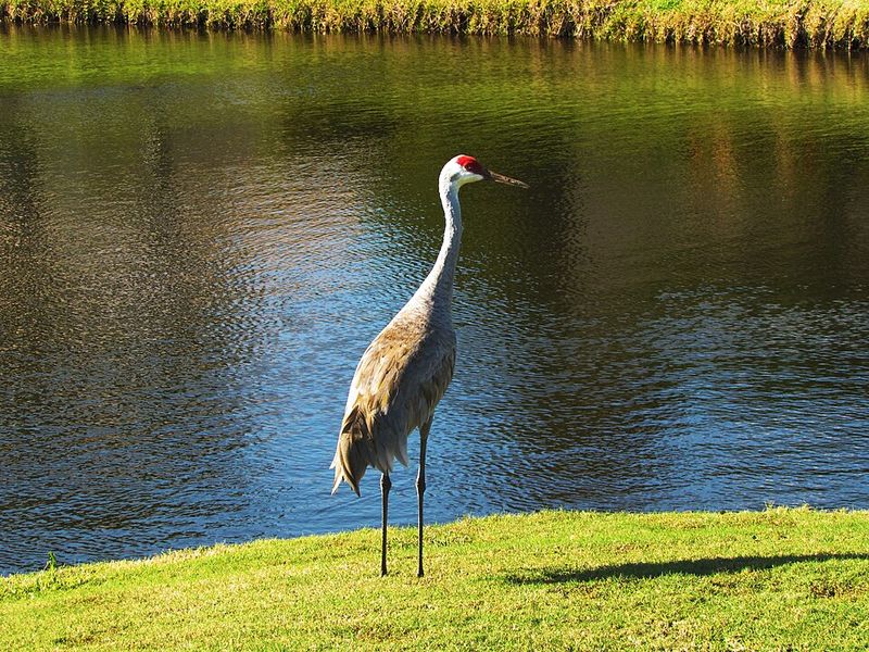 Sandhill Crane