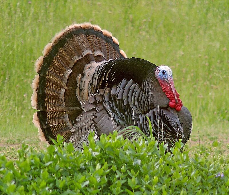 Wild Turkey