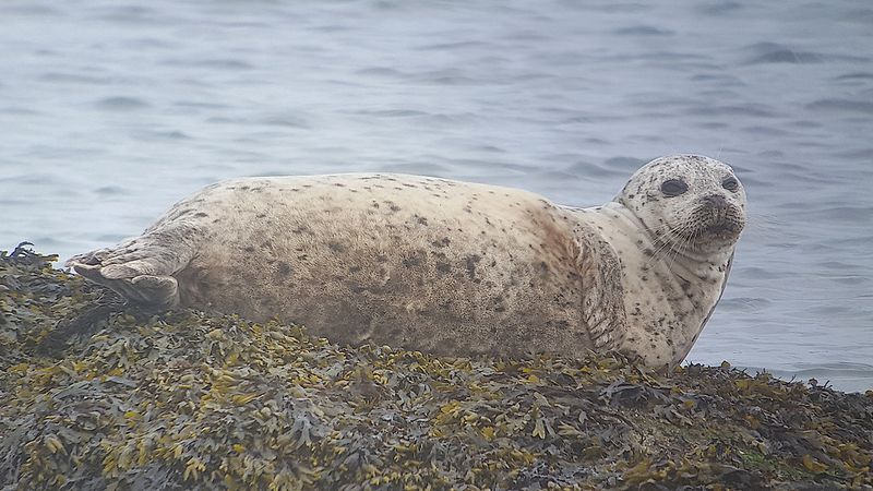 Pacific Harbor Seal
