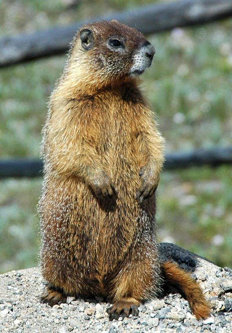 Yellow-Bellied Marmot