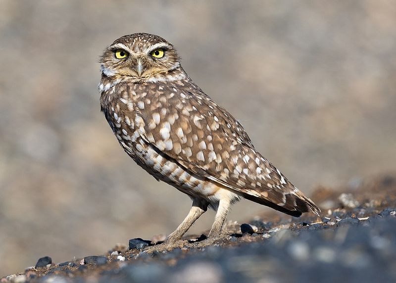 Western Burrowing Owl