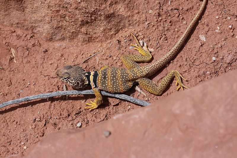 Great Basin Collared Lizard