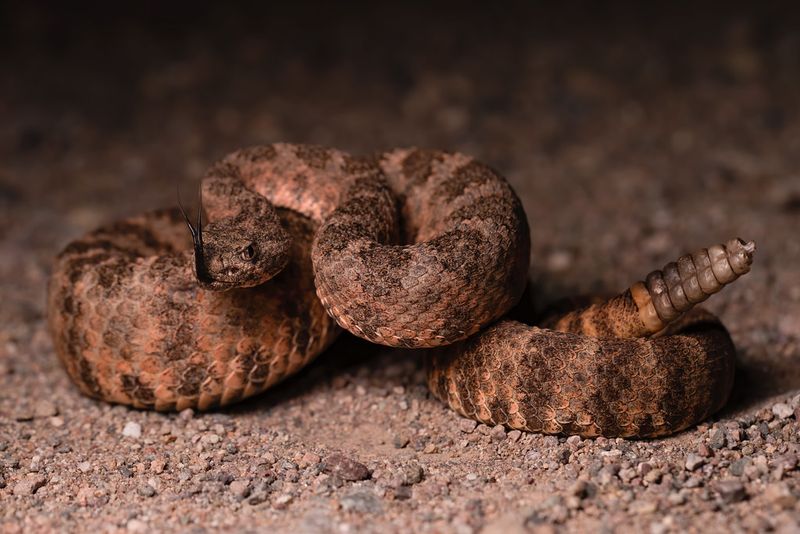 Tiger Rattlesnake