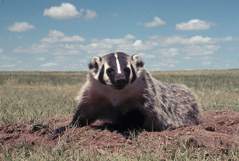 American Badger