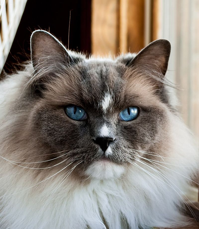 Ragdoll Cat
