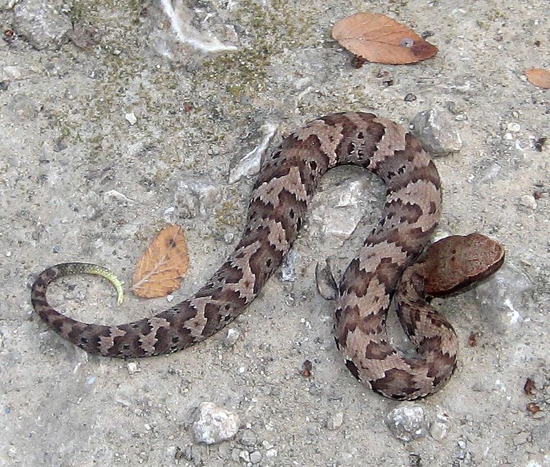Cottonmouth