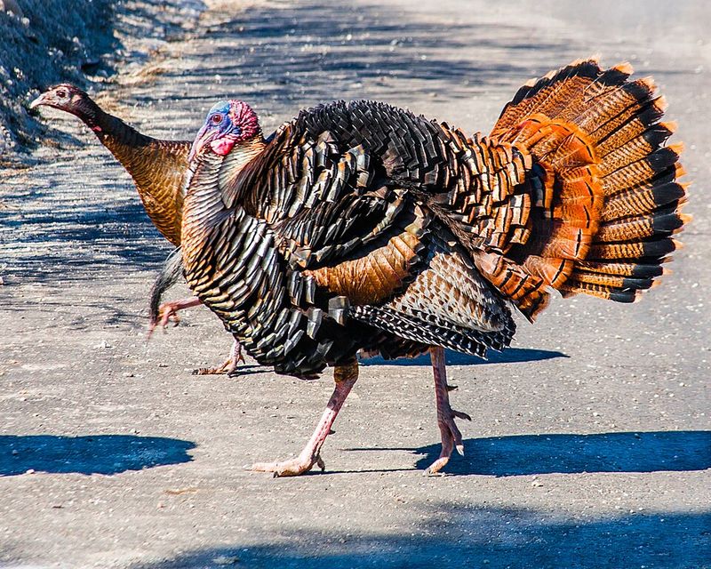 Wild Turkey