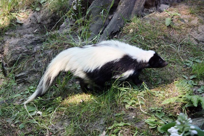 Striped Skunk