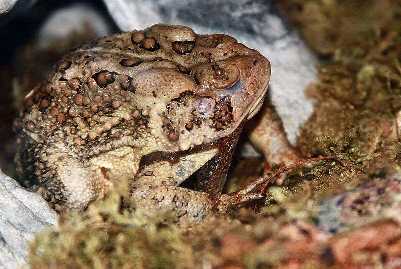 American Toad