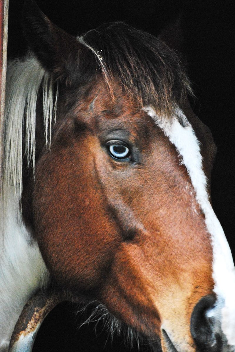 Blue-Eyed Paint Horses