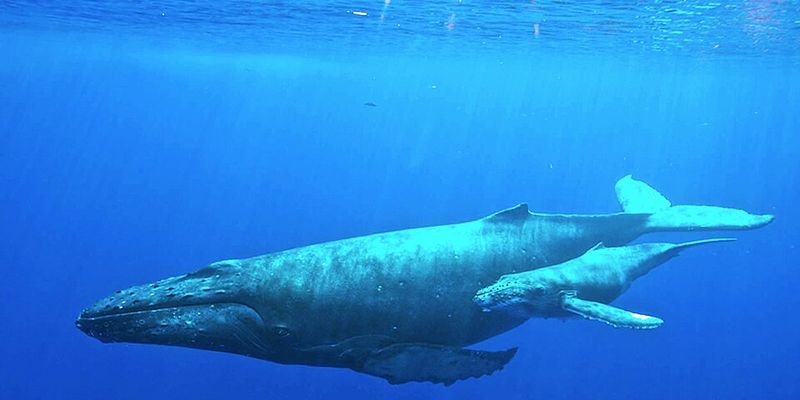 Humpback Whale