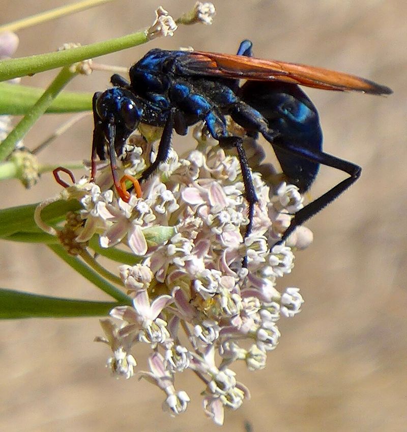 Tarantula Hawk Wasp