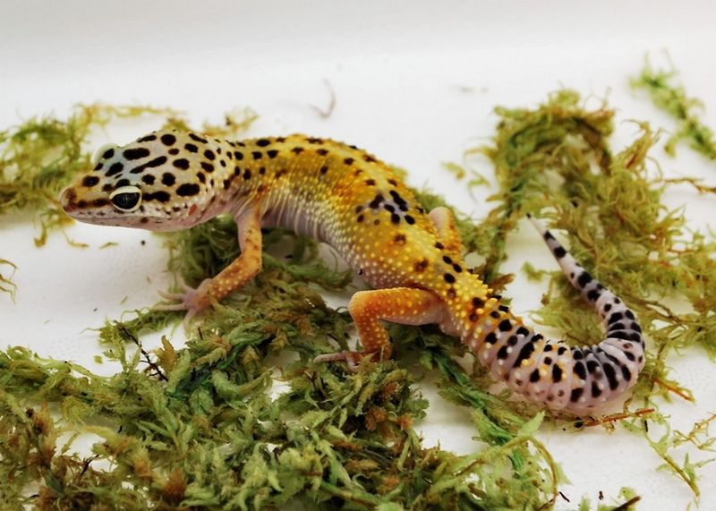 Leopard Gecko