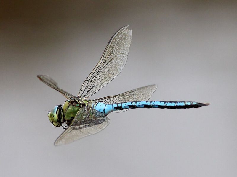 Dragonfly
