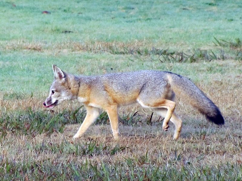 San Joaquin Kit Fox