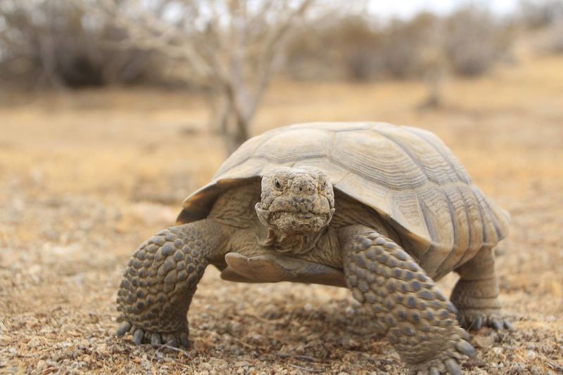 Mojave Desert Tortoise
