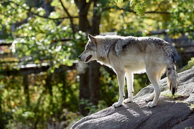 Gray Wolf