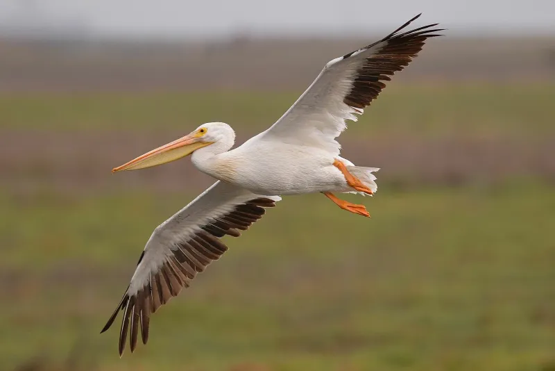 American White Pelican