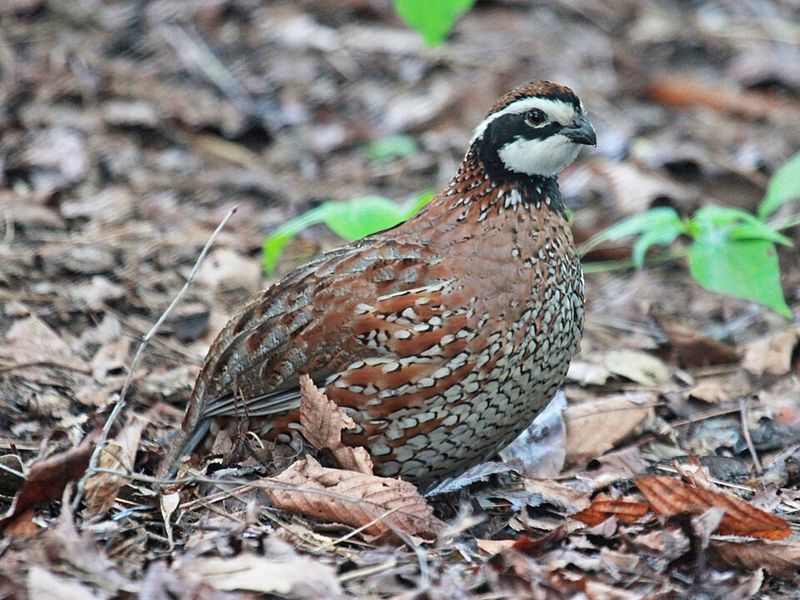 Northern Bobwhite