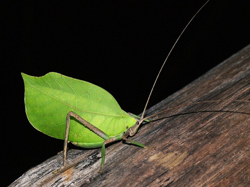 Katydid