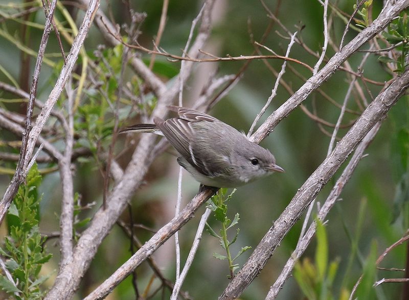 Least Bell's Vireo