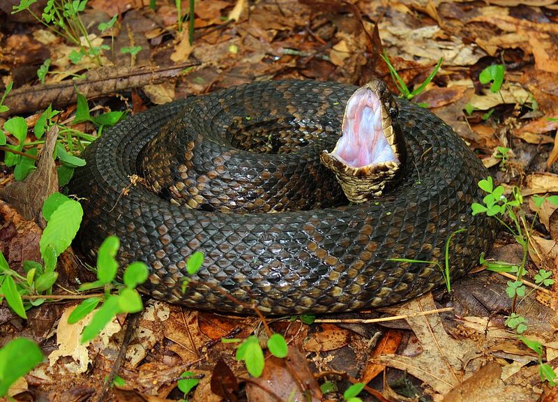 Cottonmouth