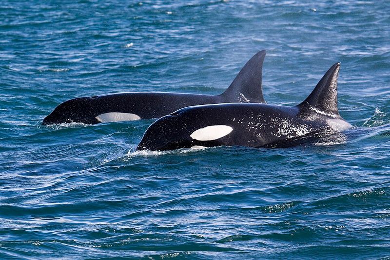 Orca