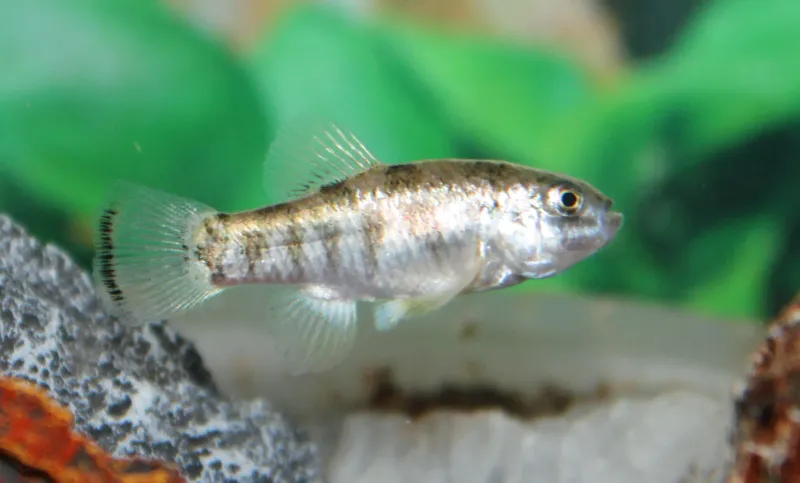 White Sands Pupfish