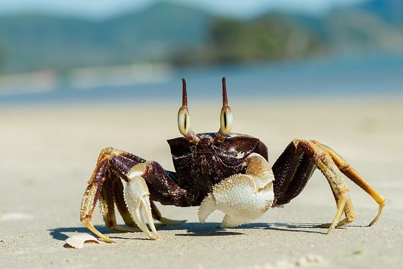 Ghost Crab