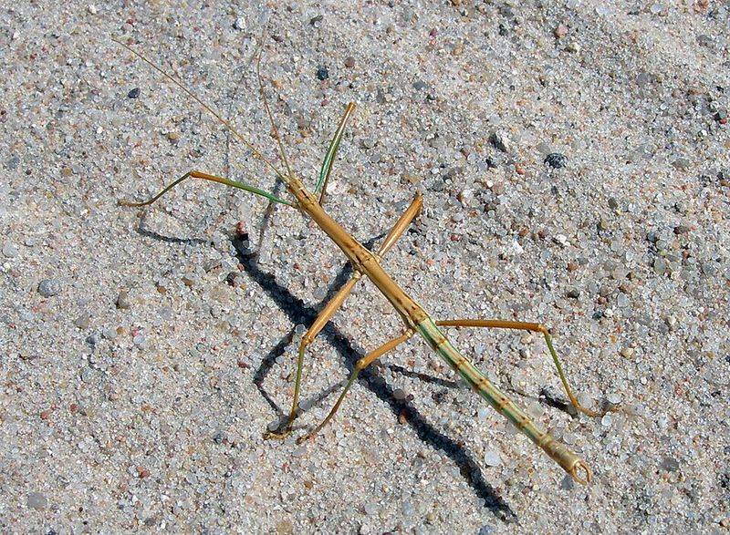 Walking Stick