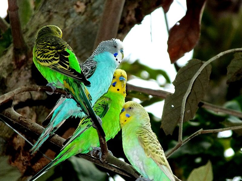 Budgerigar (Budgie)