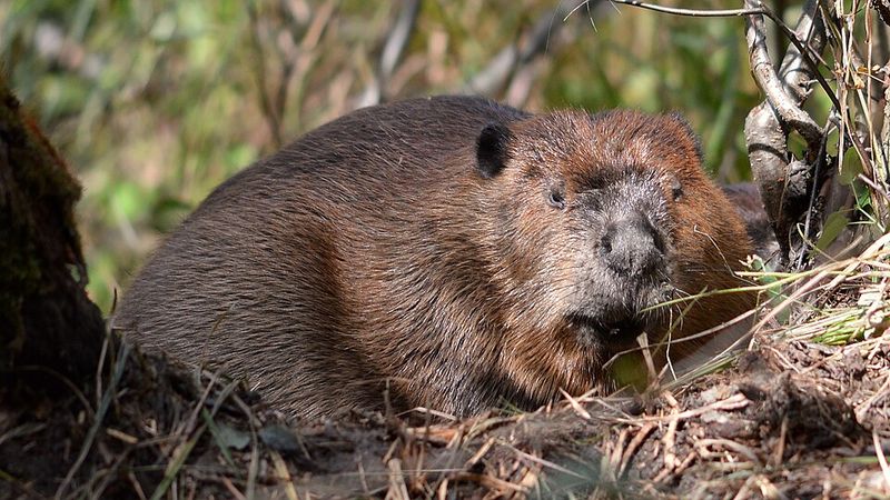 North American Beaver