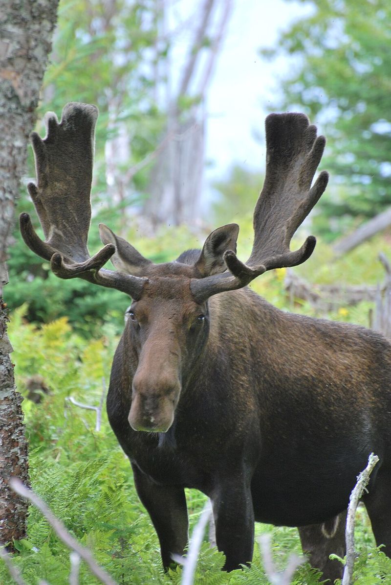 Moose