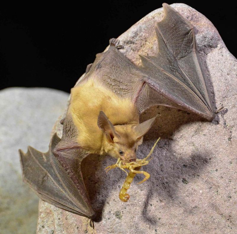 Pallid Bat