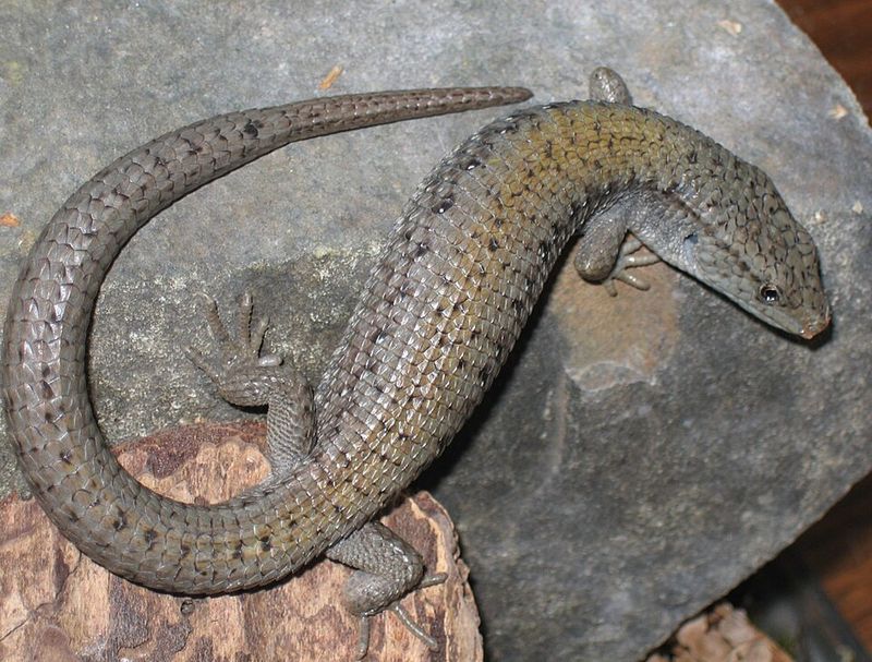 Northern Alligator Lizard