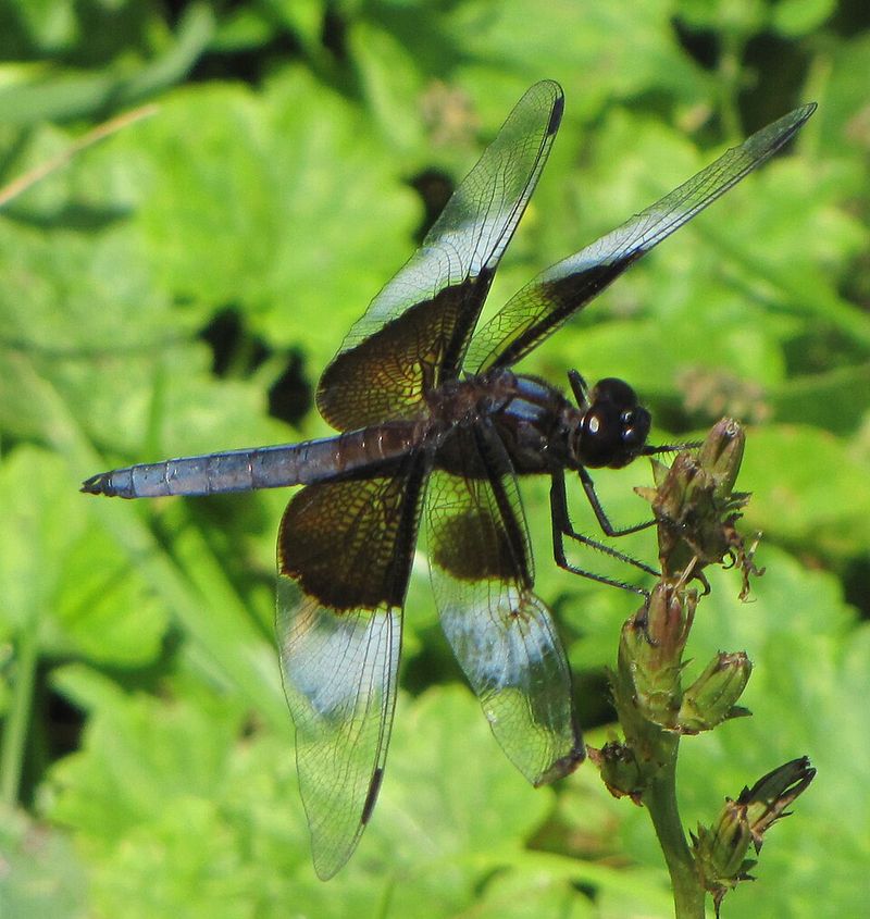 Widow Skimmer