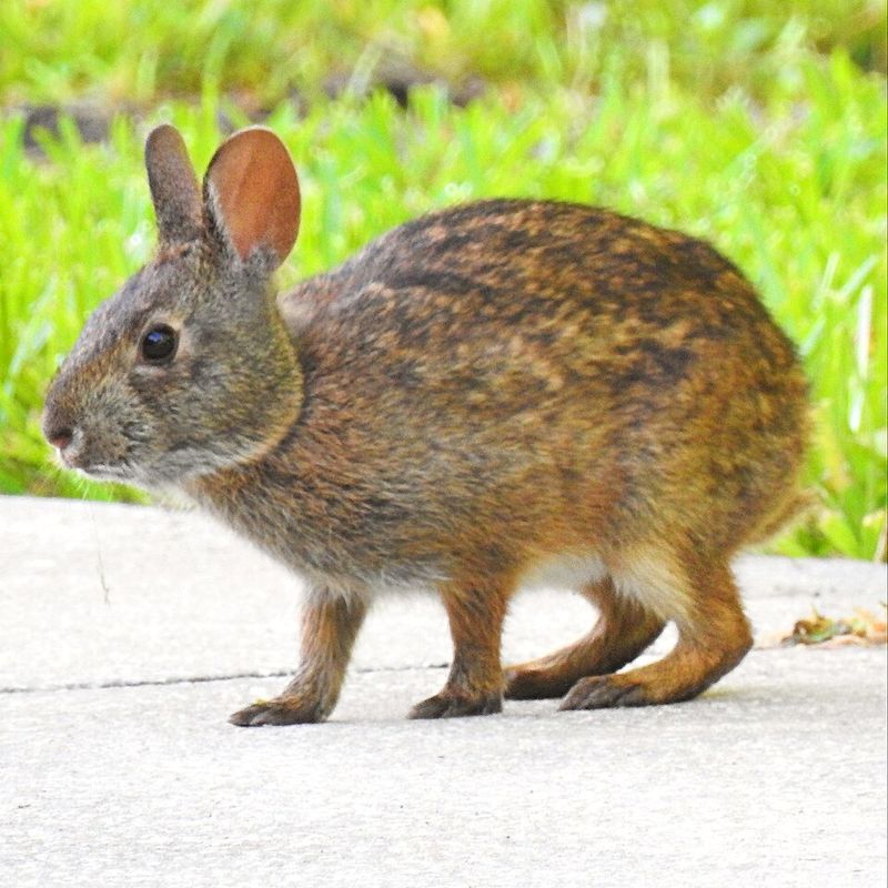 Swamp Rabbit