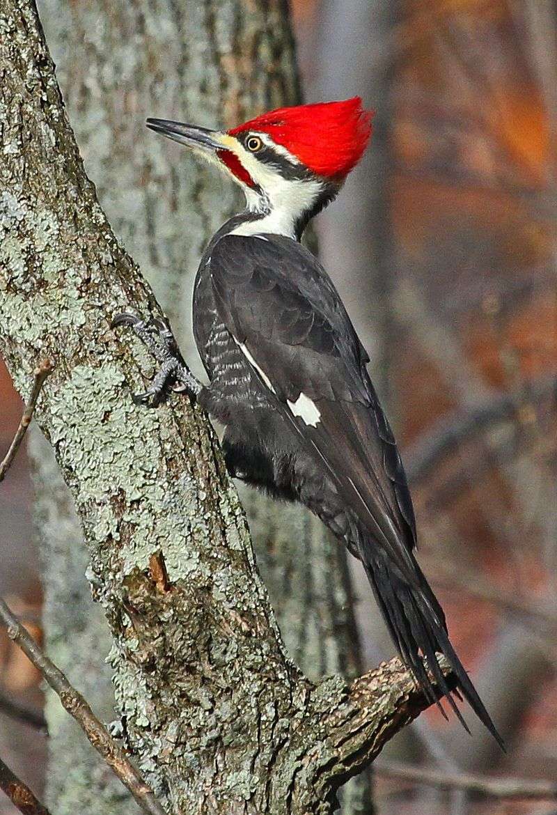 Pileated Woodpecker