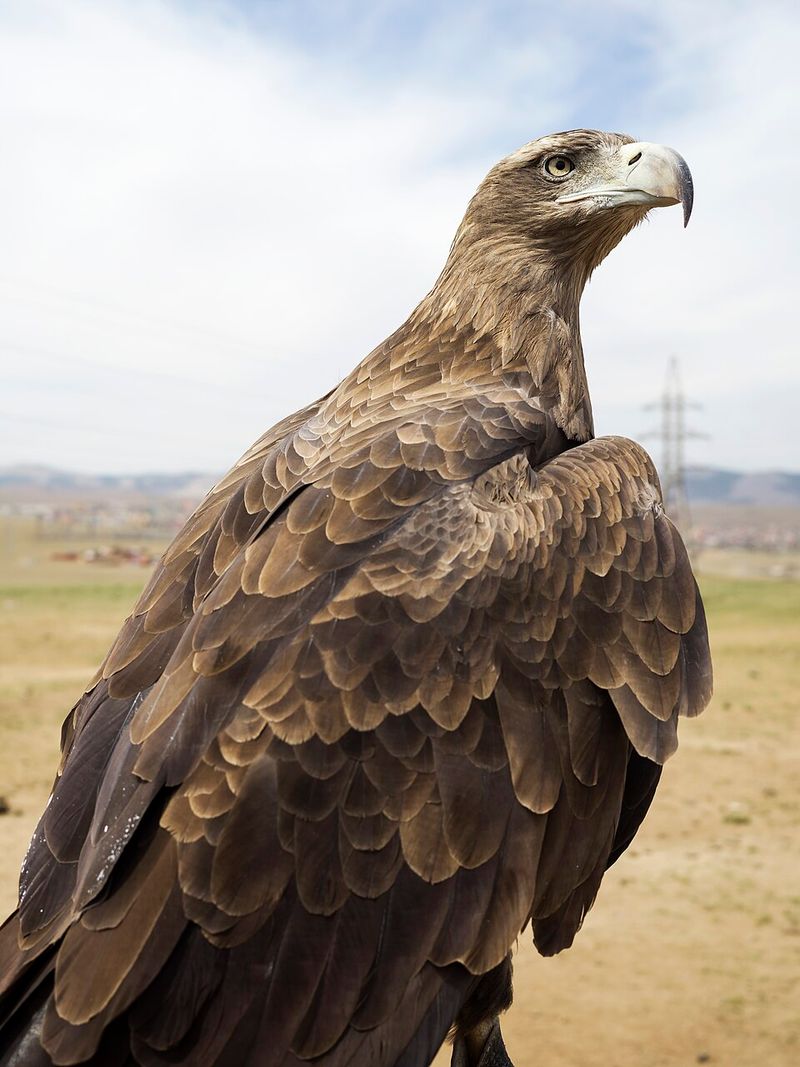 Golden Eagle