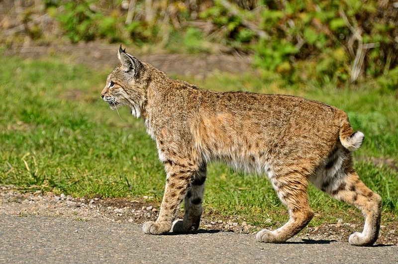 Bobcat