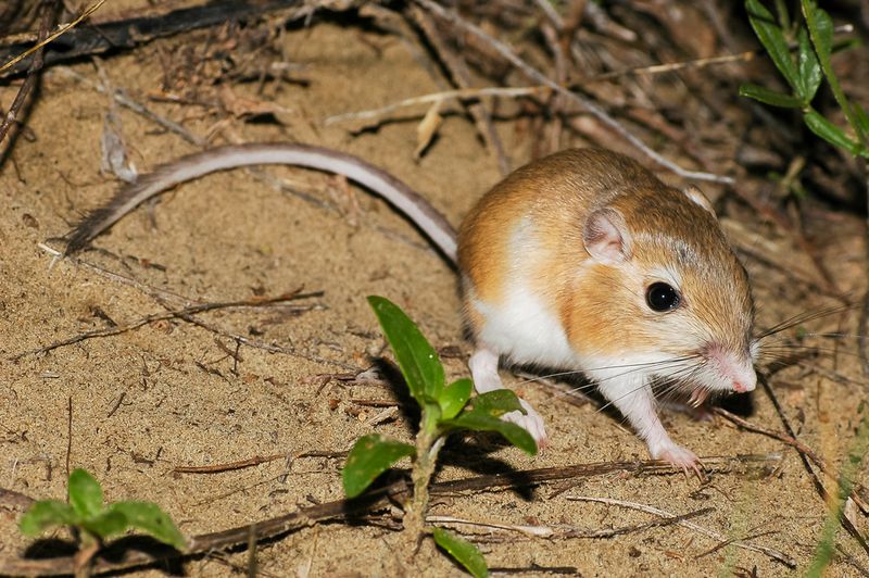 Ord's Kangaroo Rat