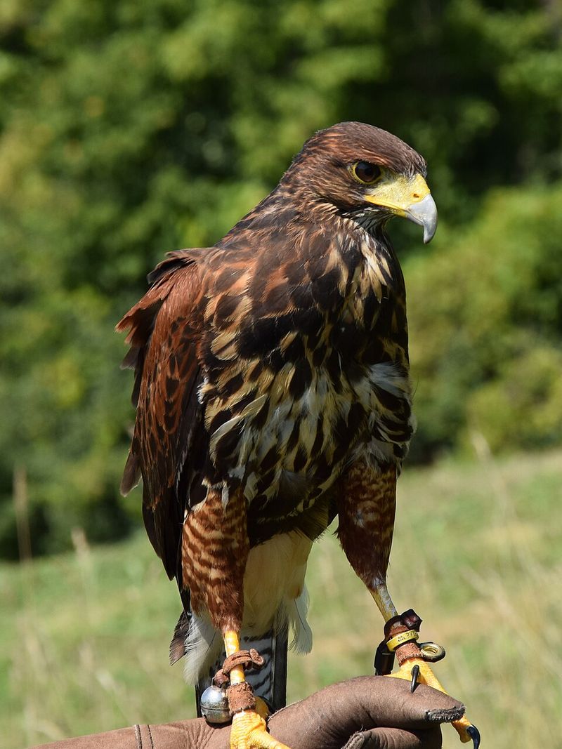 Harris's Hawk