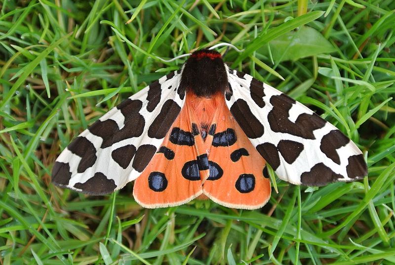 Tiger Moth