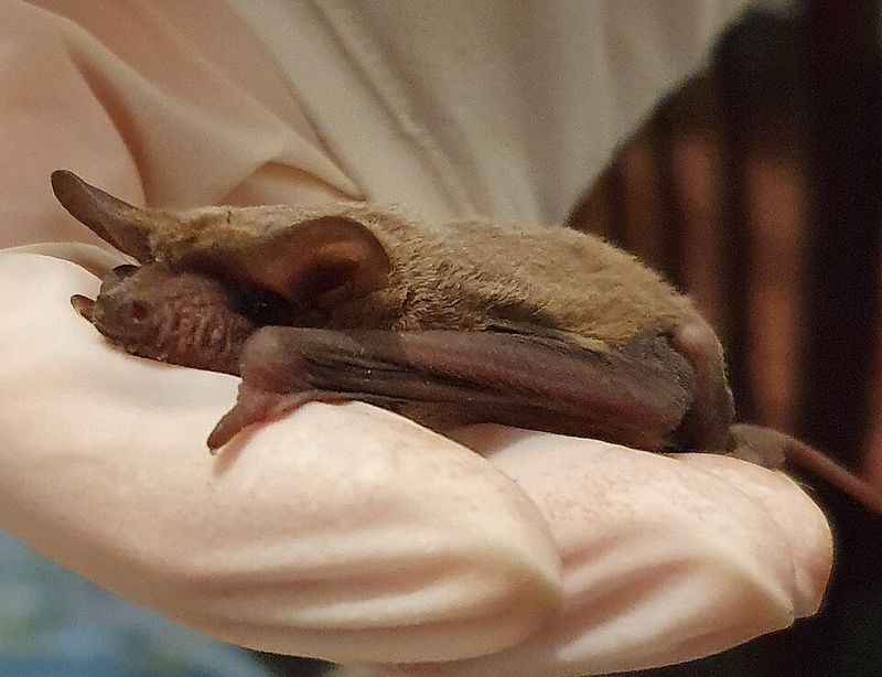 Mexican Free-Tailed Bat