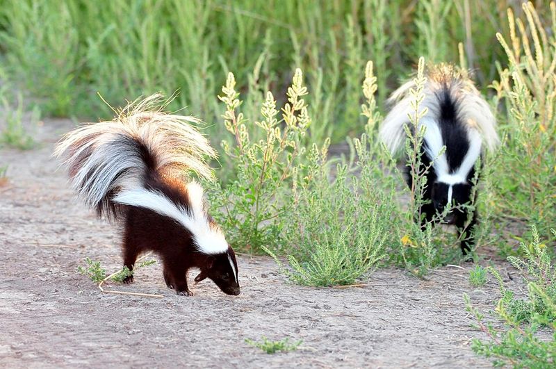 Eastern Spotted Skunk
