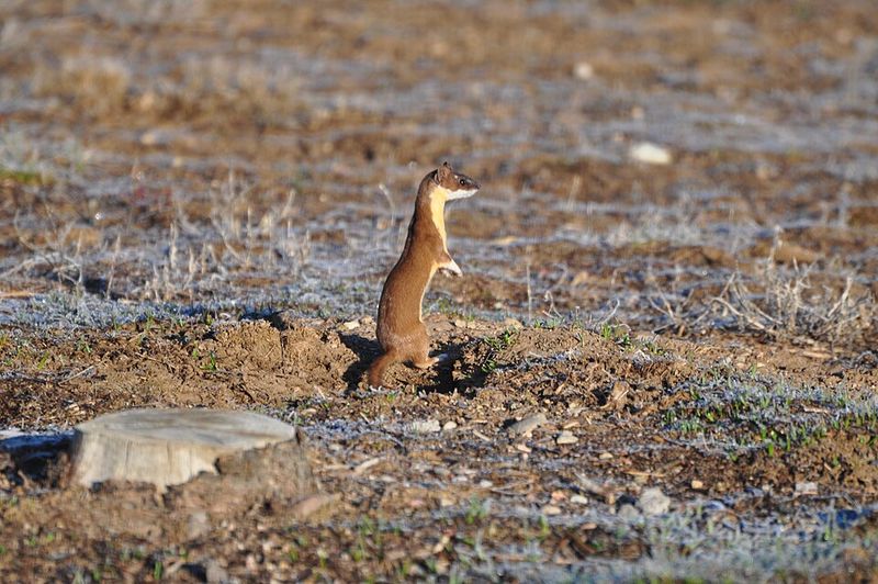 Long-Tailed Weasel