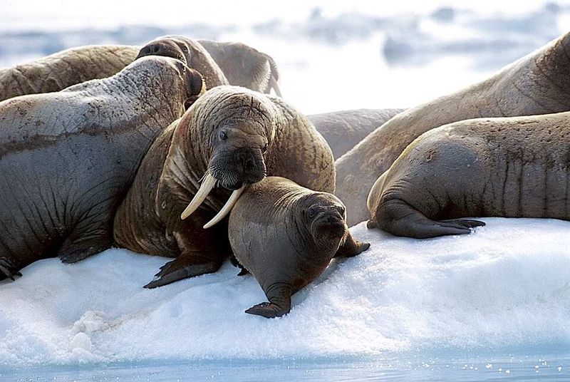 Pacific Walrus