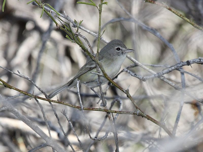 Least Bell's Vireo