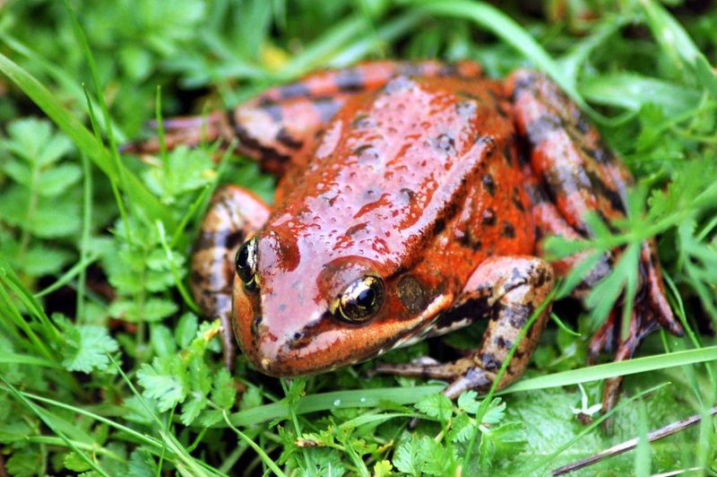 California Red-Legged Frog